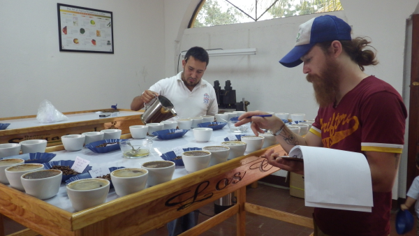 cupping coffee, coffee, cupping, beard, insight coffee, sacramento coffee, coffee roaster, california coffee