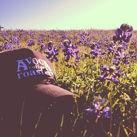 flowers, coffee, coffee texas, texas coffee roaster, field, meadow, commercial coffee roaster